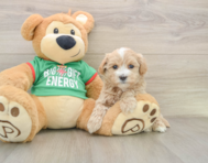 7 week old Maltipoo Puppy For Sale - Florida Fur Babies