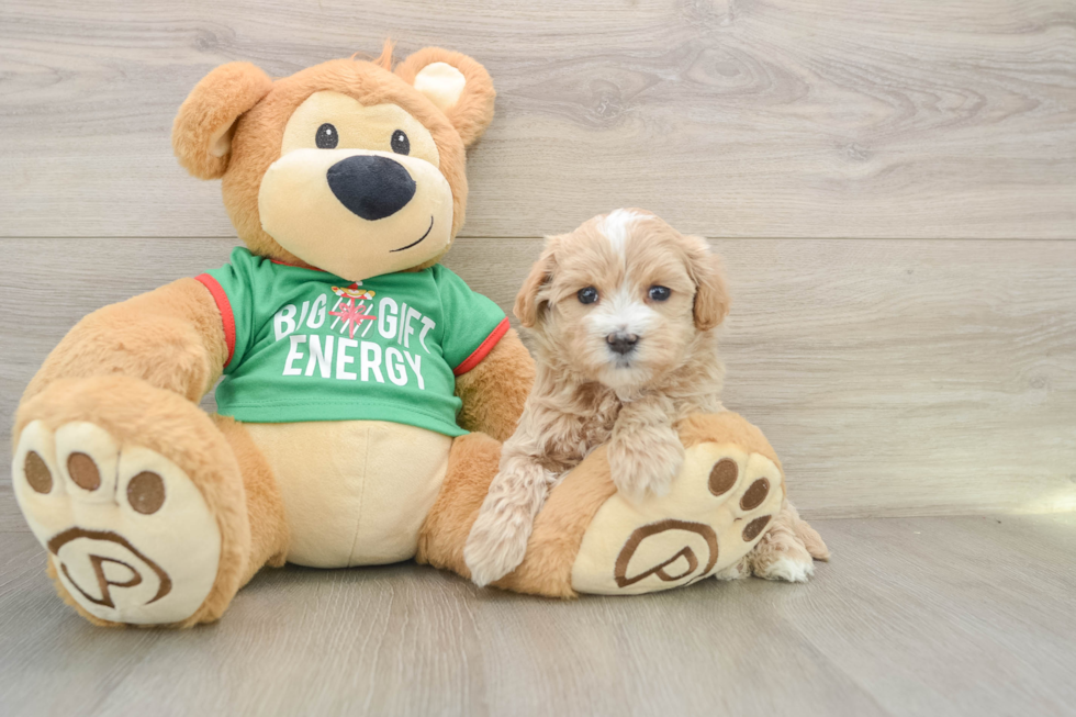 Friendly Maltipoo Baby