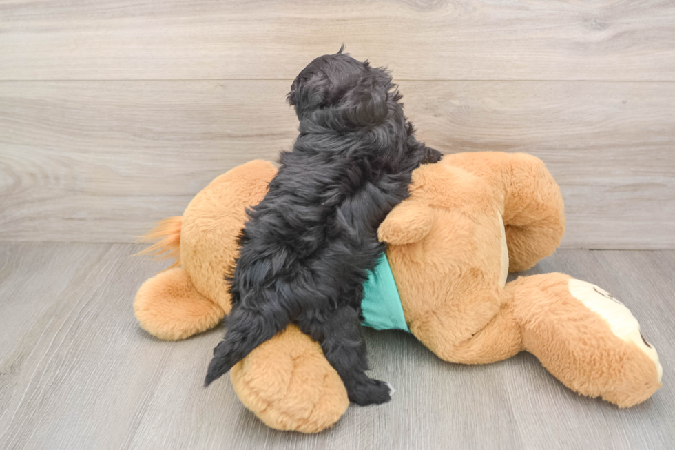 Friendly Maltipoo Baby