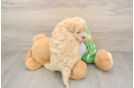 Hypoallergenic Maltese Poodle Poodle Mix Puppy