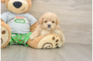 Best Maltipoo Baby