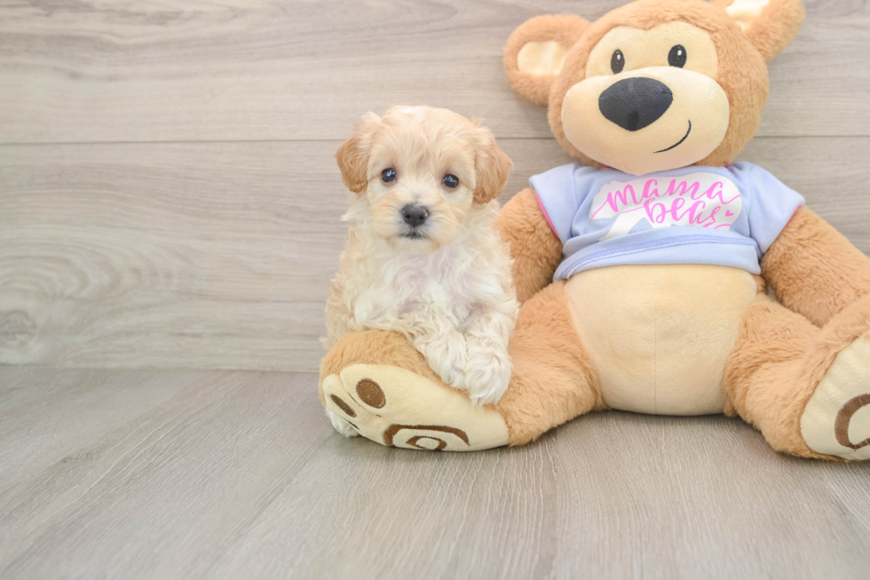 Hypoallergenic Malt Oodle Poodle Mix Puppy