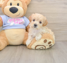 8 week old Maltipoo Puppy For Sale - Florida Fur Babies