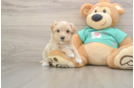 Maltipoo Pup Being Cute