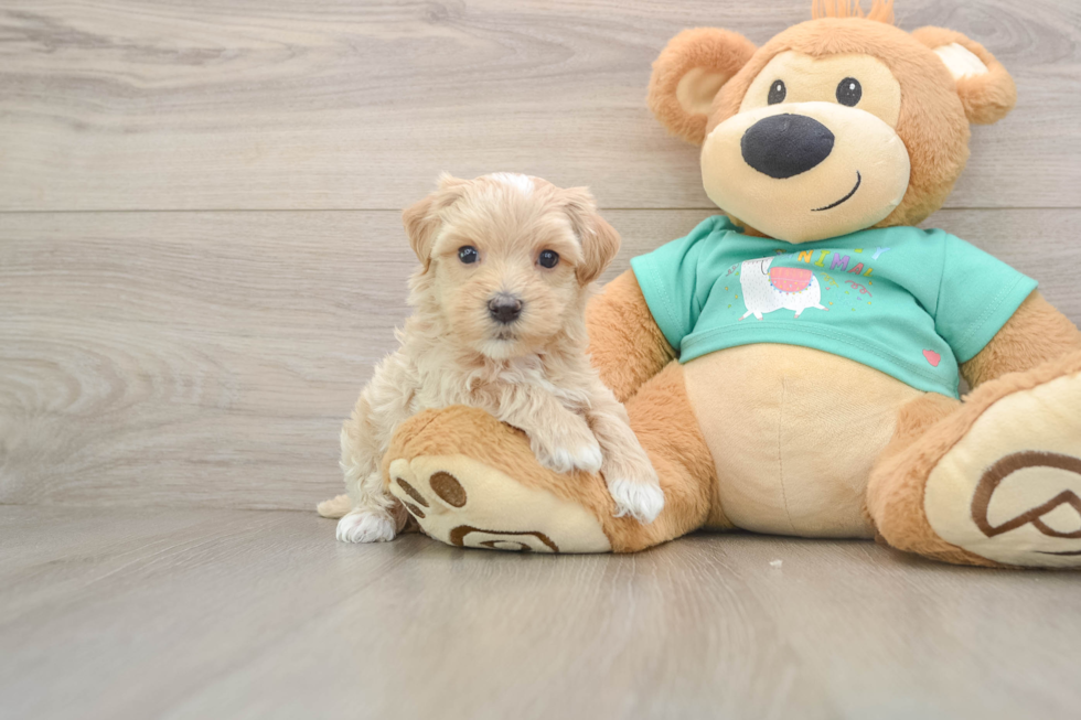 Maltipoo Pup Being Cute
