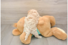 Hypoallergenic Moodle Poodle Mix Puppy