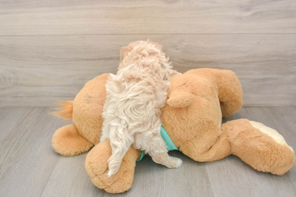Hypoallergenic Moodle Poodle Mix Puppy