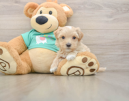 7 week old Maltipoo Puppy For Sale - Florida Fur Babies