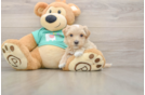 Cute Maltipoo Baby