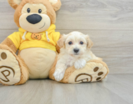 6 week old Maltipoo Puppy For Sale - Florida Fur Babies