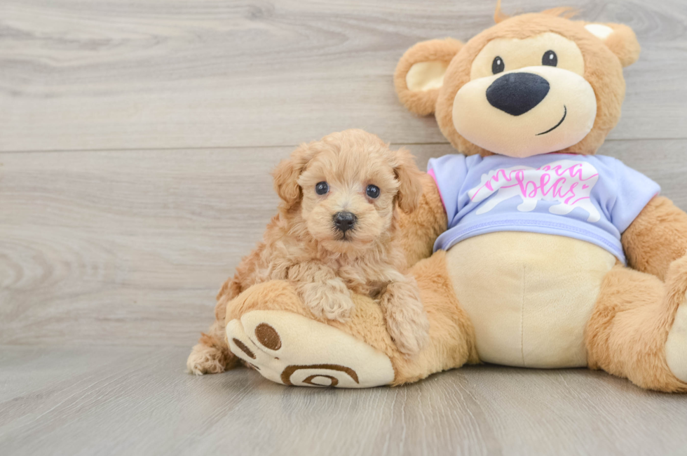 5 week old Maltipoo Puppy For Sale - Florida Fur Babies