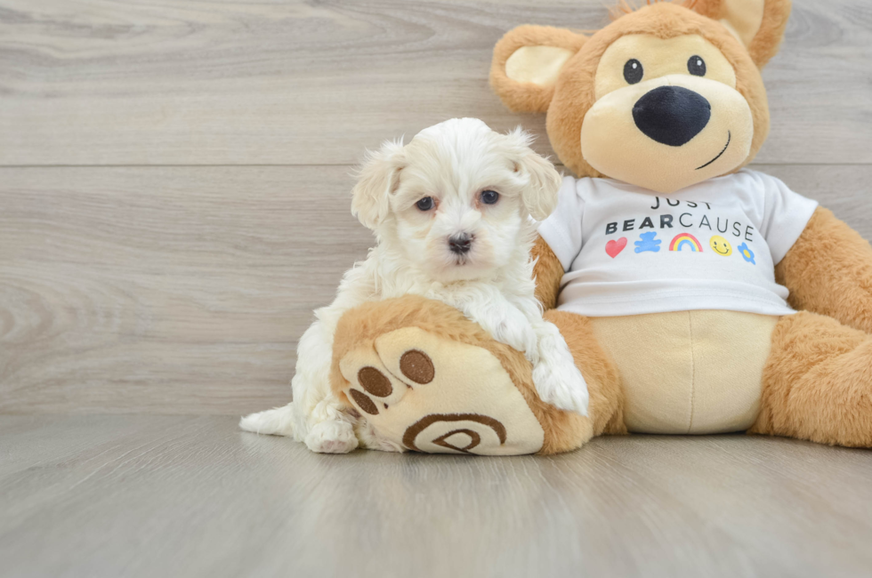 6 week old Maltipoo Puppy For Sale - Florida Fur Babies