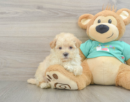 9 week old Maltipoo Puppy For Sale - Florida Fur Babies