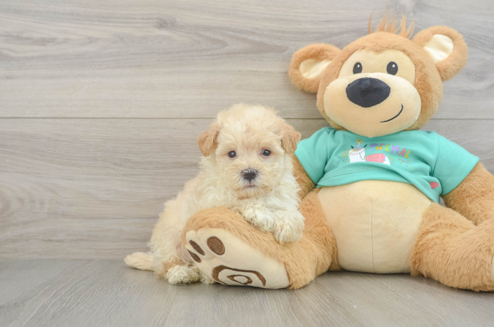 6 week old Maltipoo Puppy For Sale - Florida Fur Babies