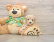 7 week old Maltipoo Puppy For Sale - Florida Fur Babies