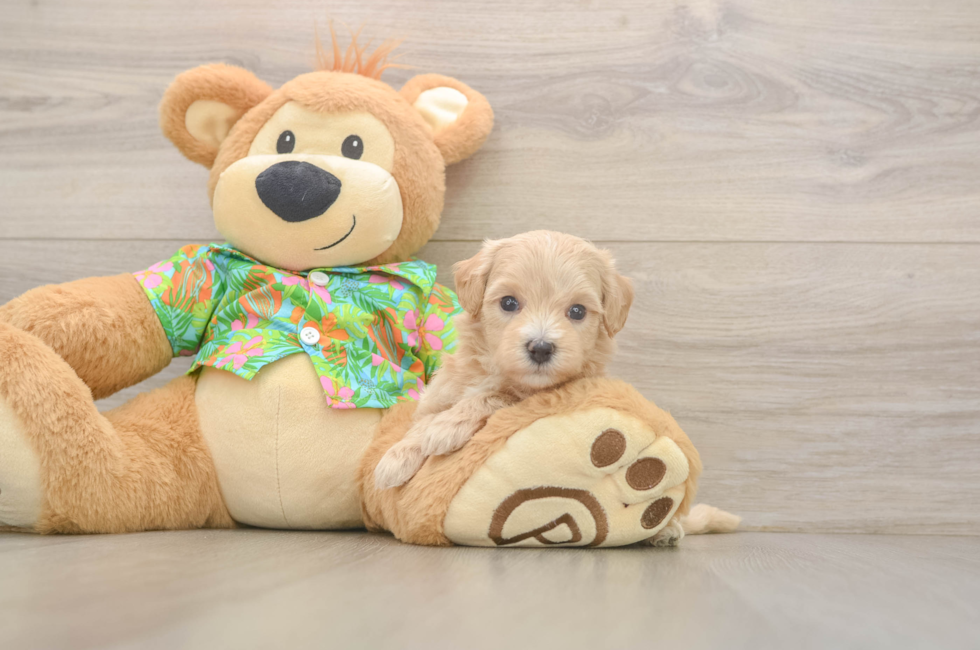 5 week old Maltipoo Puppy For Sale - Florida Fur Babies