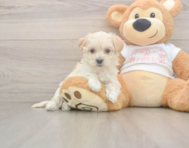 8 week old Maltipoo Puppy For Sale - Florida Fur Babies