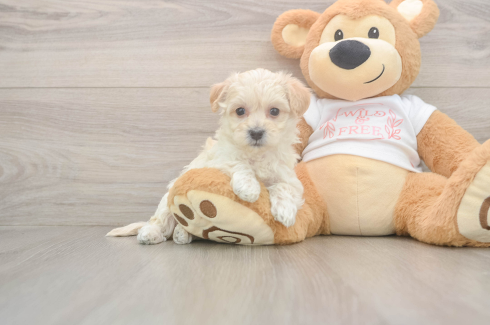 5 week old Maltipoo Puppy For Sale - Florida Fur Babies