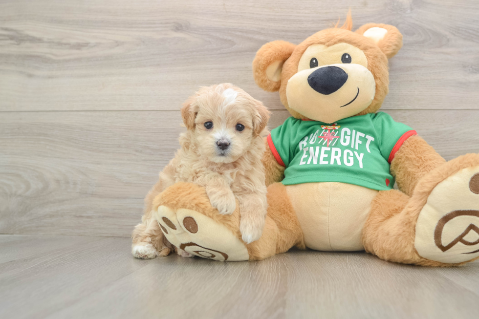 Sweet Maltipoo Baby