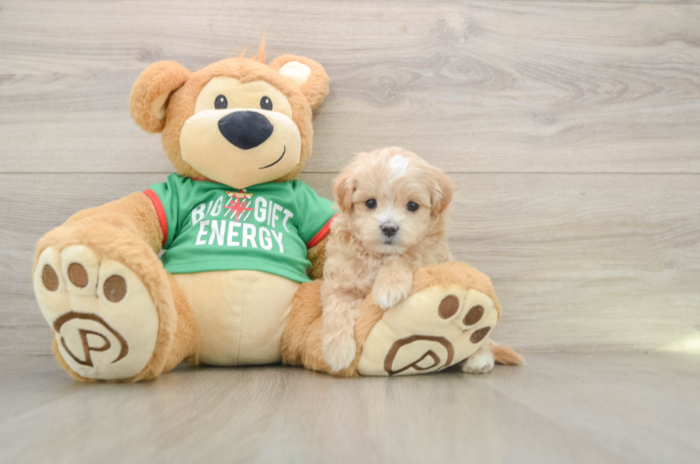 5 week old Maltipoo Puppy For Sale - Florida Fur Babies