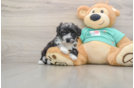 Best Maltipoo Baby