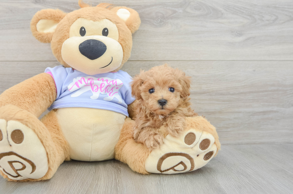 5 week old Maltipoo Puppy For Sale - Florida Fur Babies