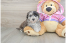 Adorable Maltepoo Poodle Mix Puppy