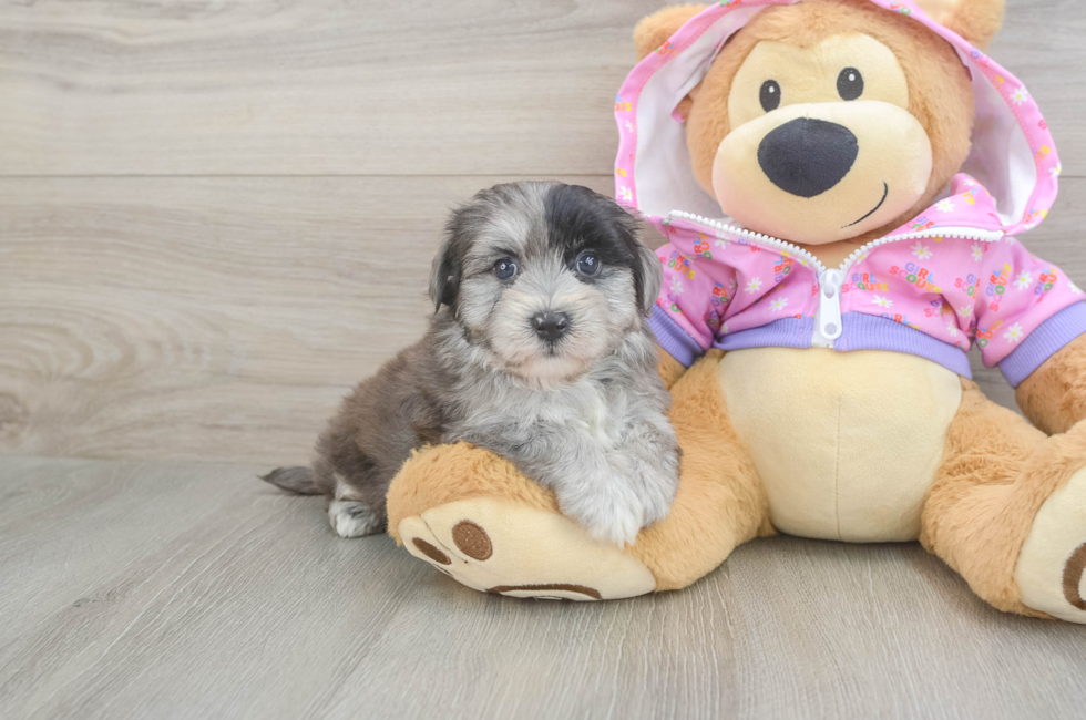 5 week old Maltipoo Puppy For Sale - Florida Fur Babies