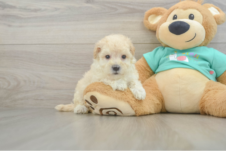 Best Maltipoo Baby