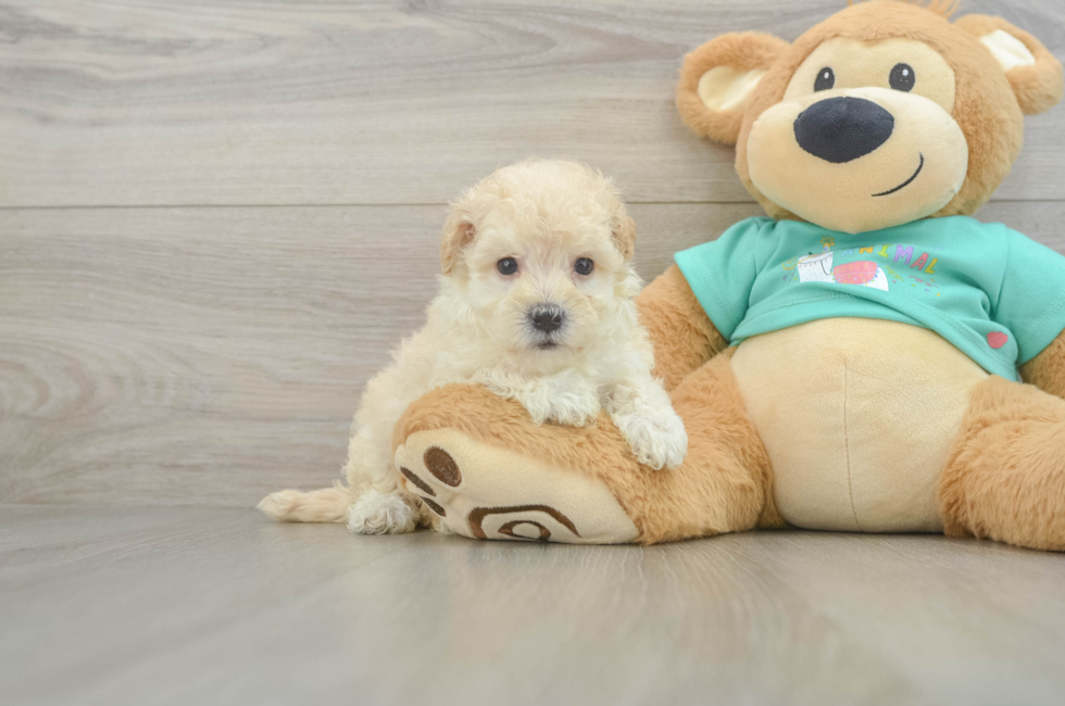 6 week old Maltipoo Puppy For Sale - Florida Fur Babies
