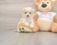 9 week old Maltipoo Puppy For Sale - Florida Fur Babies
