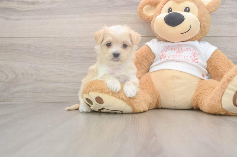 5 week old Maltipoo Puppy For Sale - Florida Fur Babies