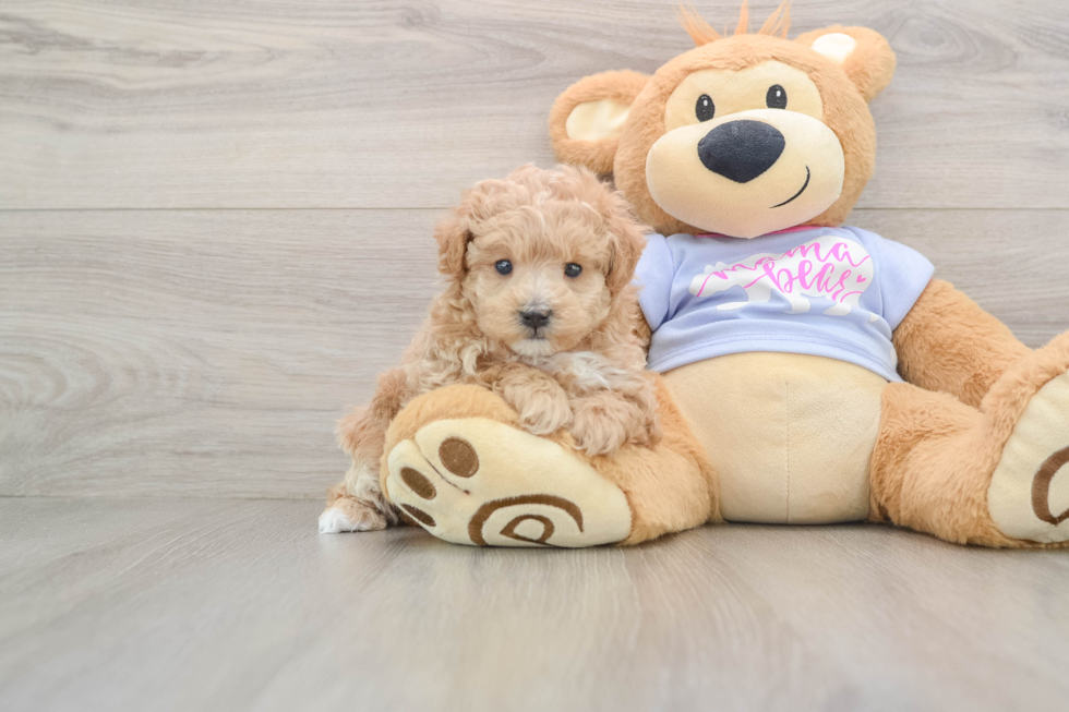 Maltipoo Pup Being Cute