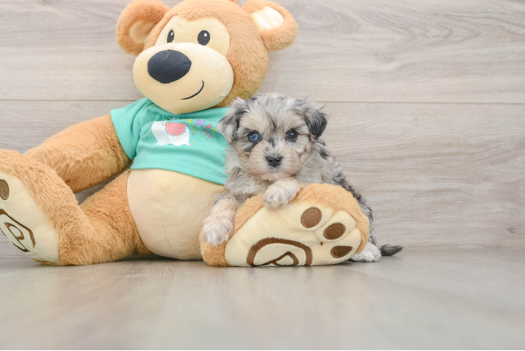 Funny Maltipoo Poodle Mix Pup