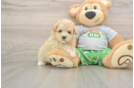 Petite Maltipoo Poodle Mix Pup