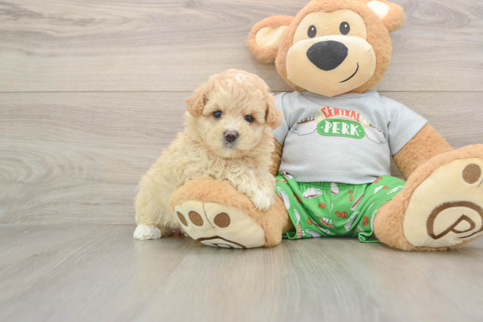 Petite Maltipoo Poodle Mix Pup