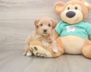 7 week old Maltipoo Puppy For Sale - Florida Fur Babies