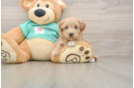Petite Maltipoo Poodle Mix Pup