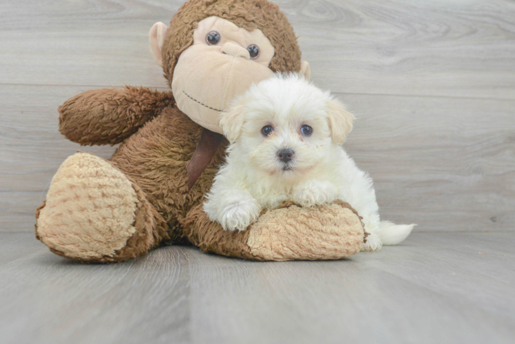 Cute Maltese Poodle Poodle Mix Puppy