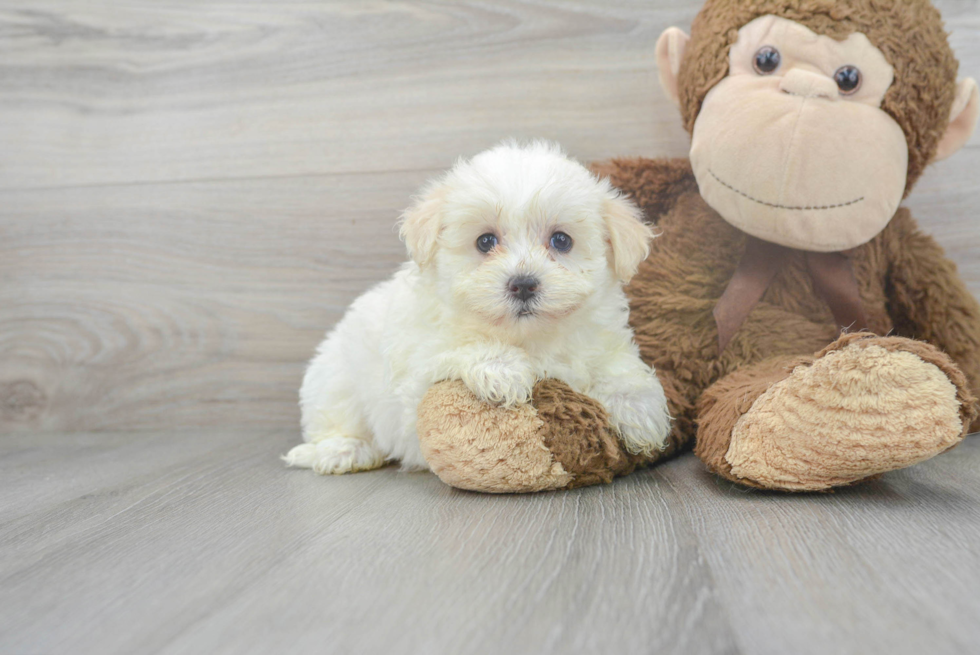 Maltipoo Pup Being Cute