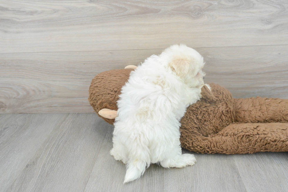 Maltipoo Pup Being Cute