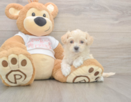 8 week old Maltipoo Puppy For Sale - Florida Fur Babies