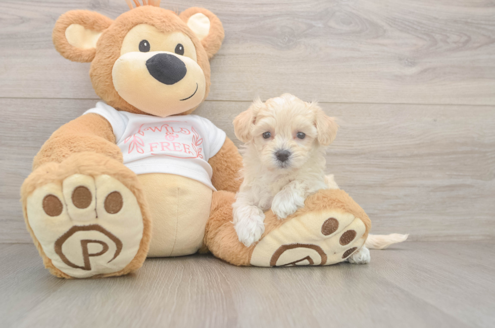 5 week old Maltipoo Puppy For Sale - Florida Fur Babies