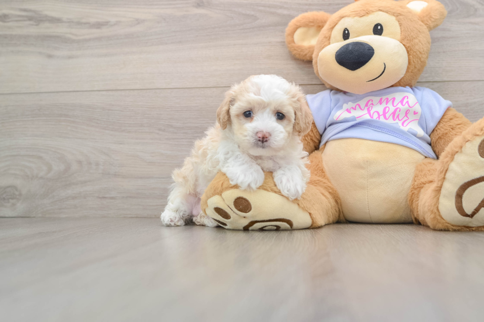 Maltipoo Puppy for Adoption