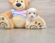 8 week old Maltipoo Puppy For Sale - Florida Fur Babies