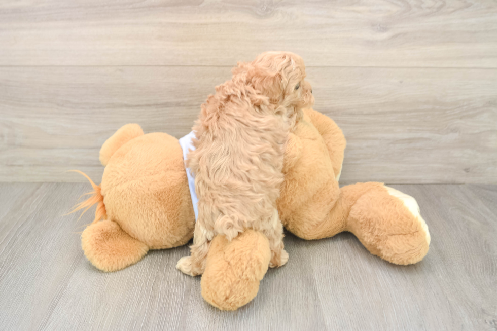 Maltipoo Puppy for Adoption