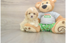 Maltipoo Pup Being Cute
