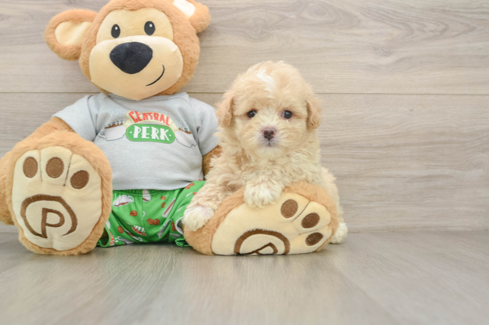 Friendly Maltipoo Baby