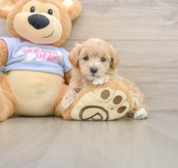 8 week old Maltipoo Puppy For Sale - Florida Fur Babies