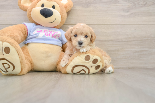 Hypoallergenic Maltese Poodle Poodle Mix Puppy